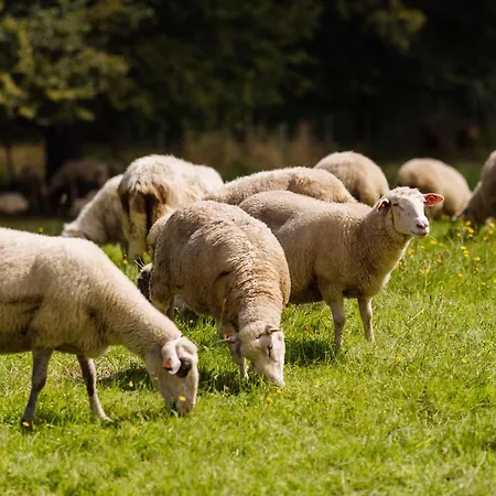 Chalet Widokowa Trojwies Istebna